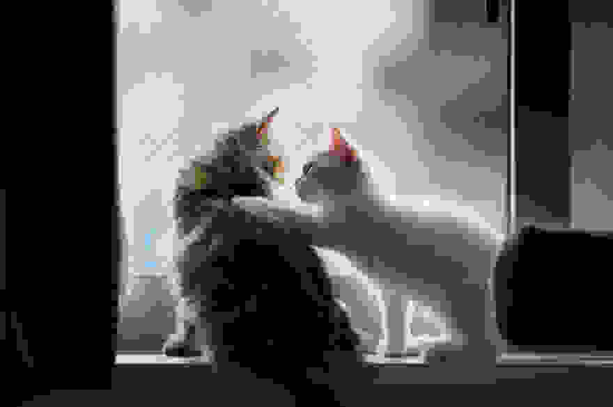 cat-waiting-window-68.jpg