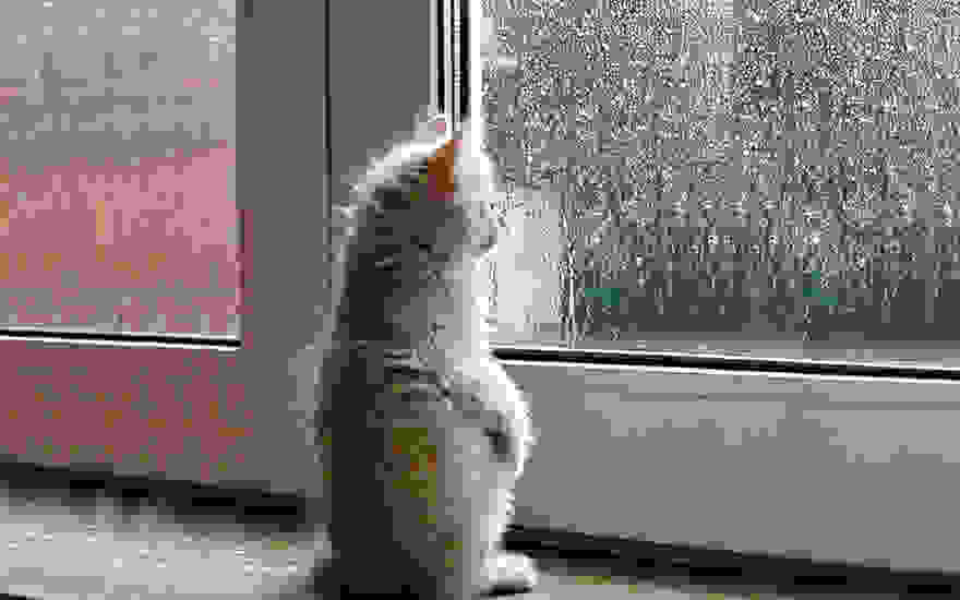 cat-waiting-window-69.jpg
