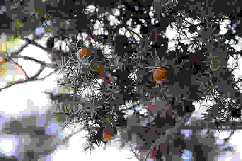 cedar-tree.jpg