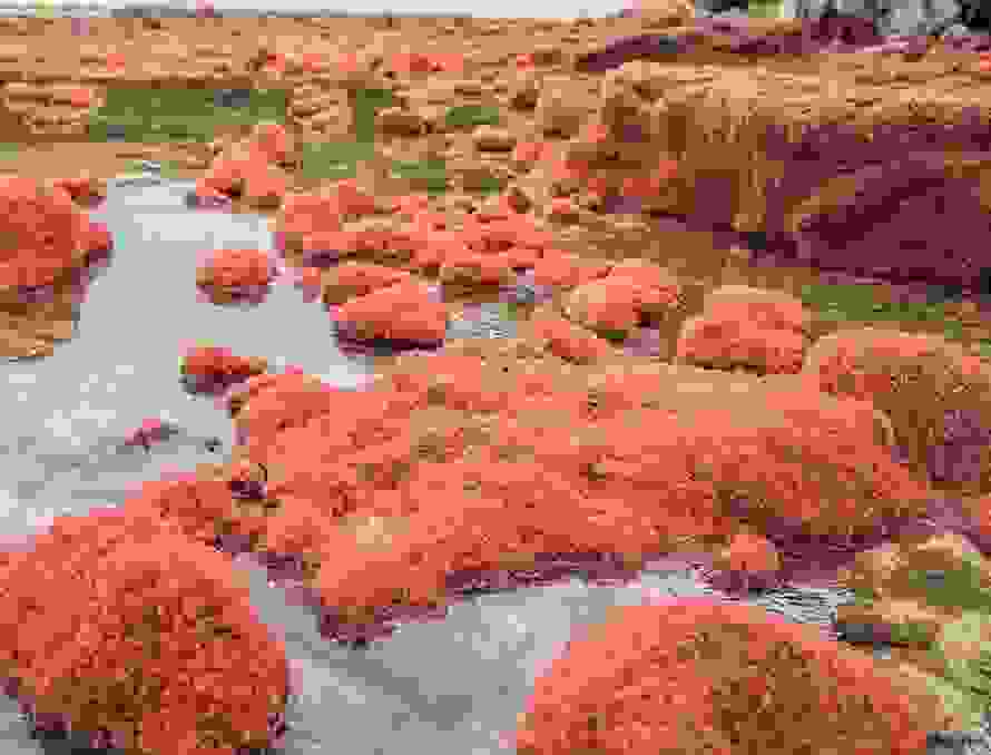 crabs1.jpg