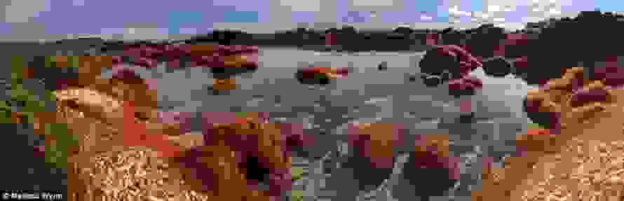 crabsf.jpg