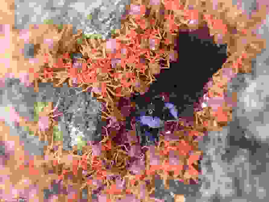 crabsg.jpg