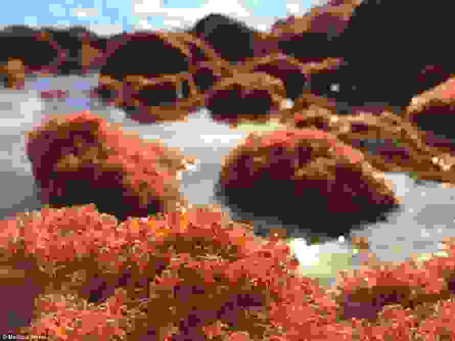 crabsh1.jpg