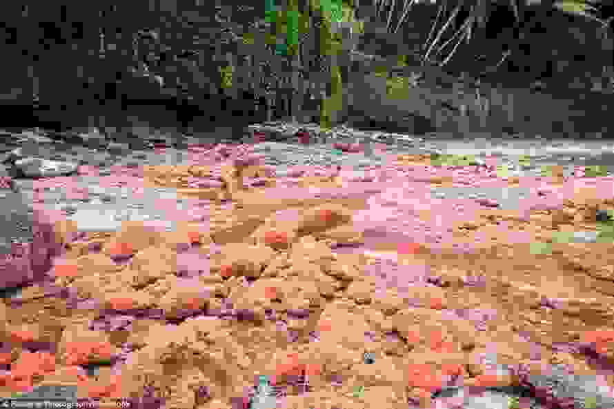 crabsi.jpg
