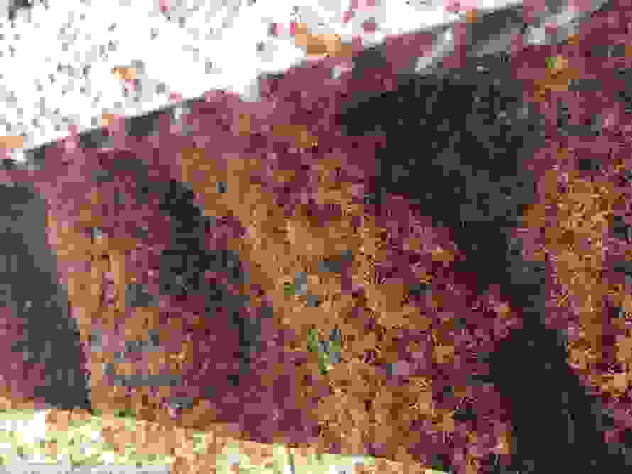 crabsl.jpg