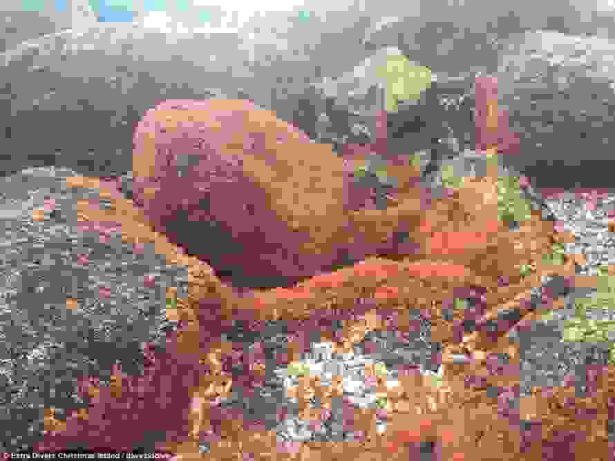 crabsm.jpg