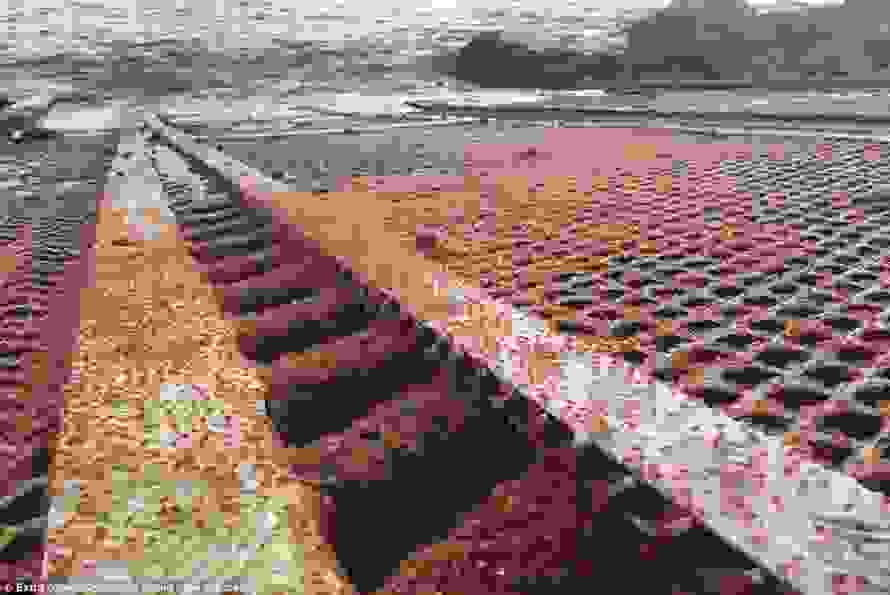 crabss.jpg