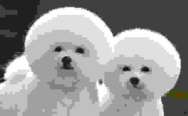 cute-animals-twins-1.jpg