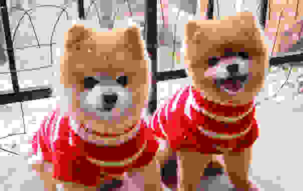 cute-animals-twins-11.jpg