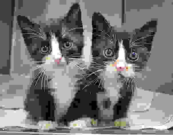 cute-animals-twins-8.jpg