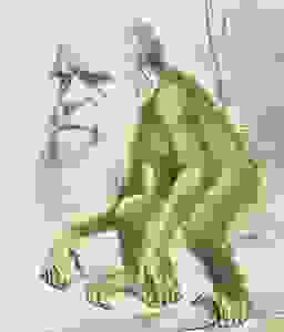 darwin 256x300