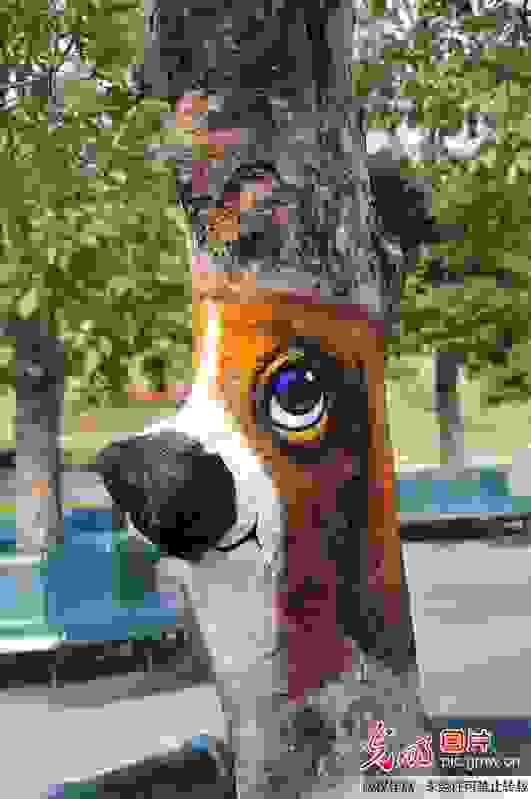 dentra83.jpg