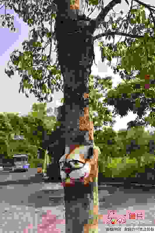 dentra843.jpg