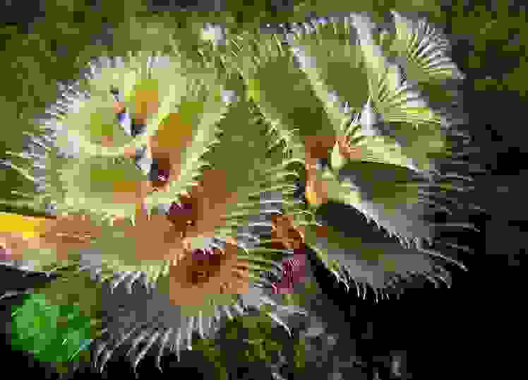 dentrosea4.jpg