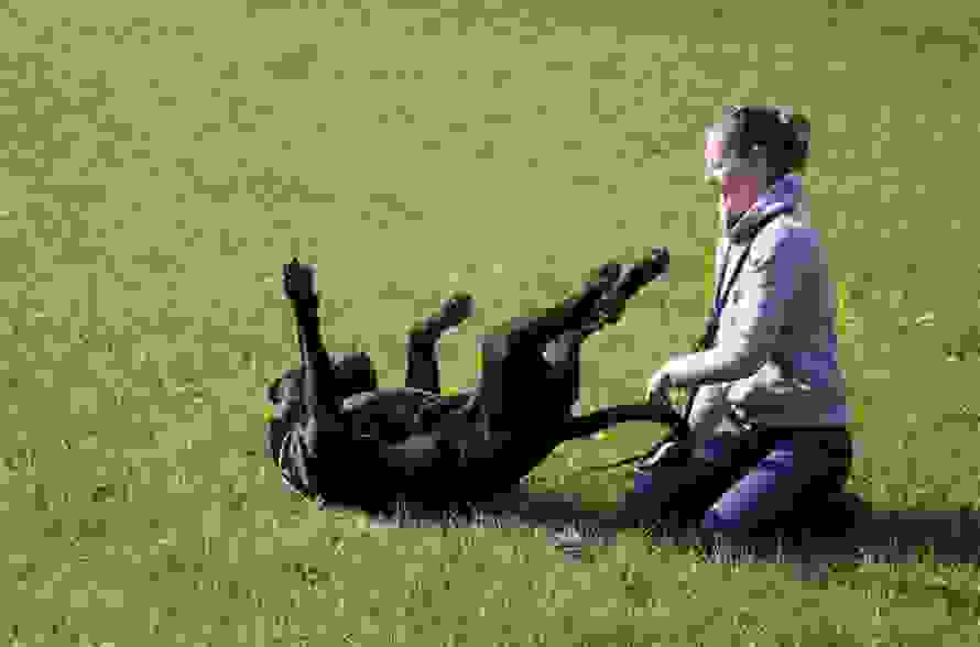 dogc.jpg