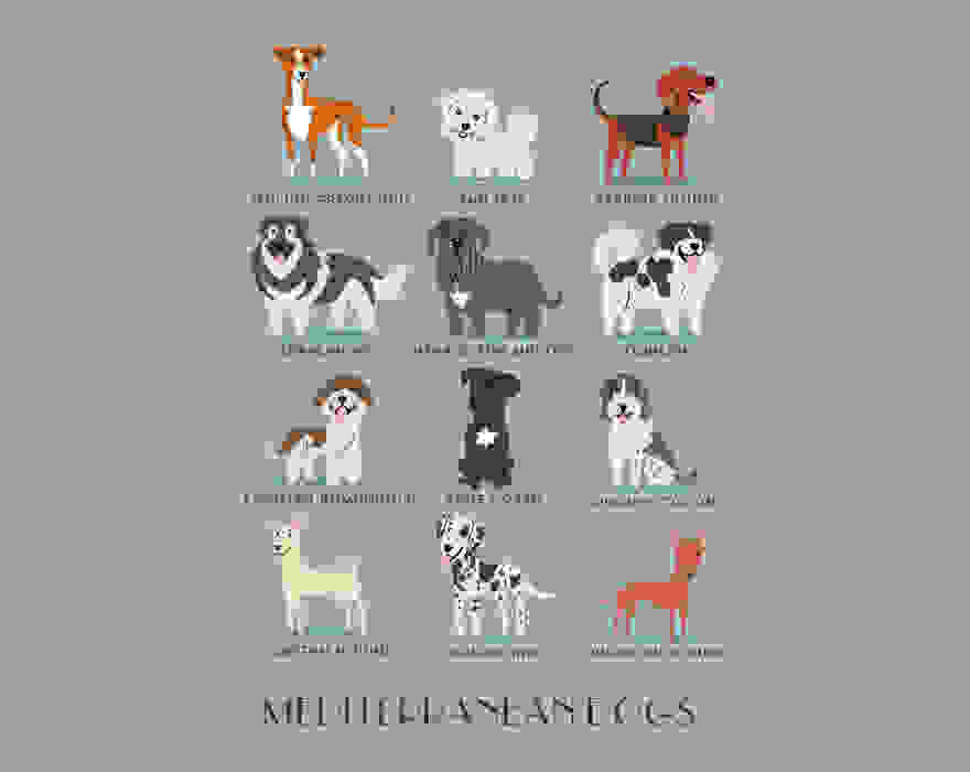 dogs-of-the-world-lili-chin-17.jpg