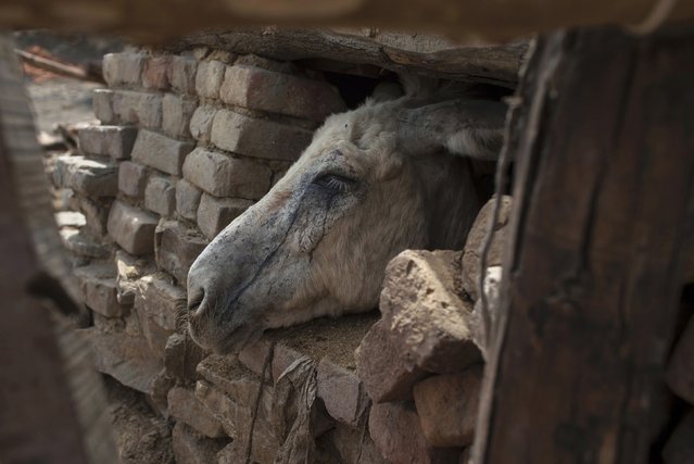 donkeypaki3.jpeg