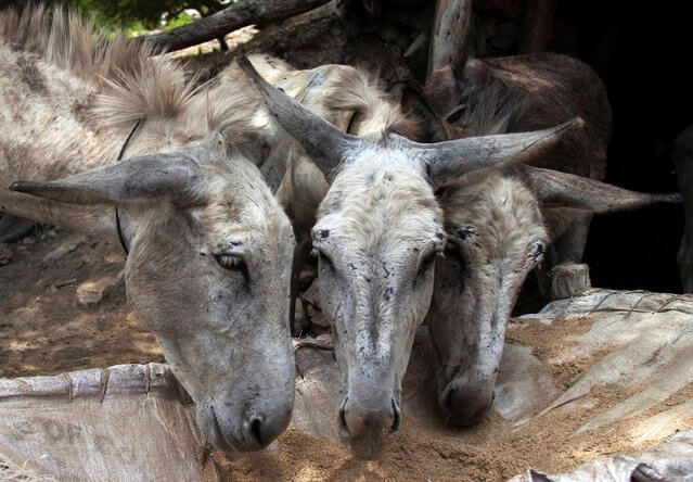 donkeypaki4.jpeg