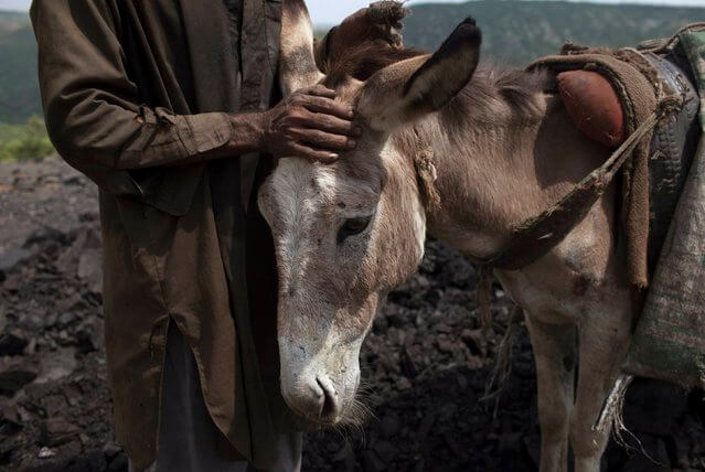 donkeypaki5.jpeg