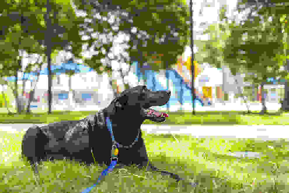 duke12.jpg
