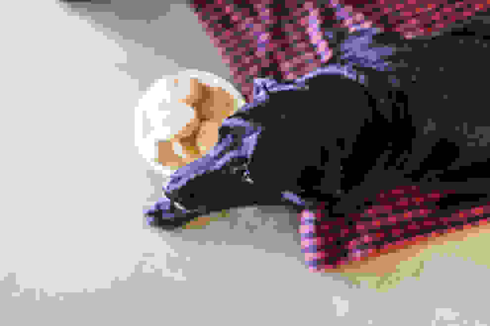 duke2.jpg