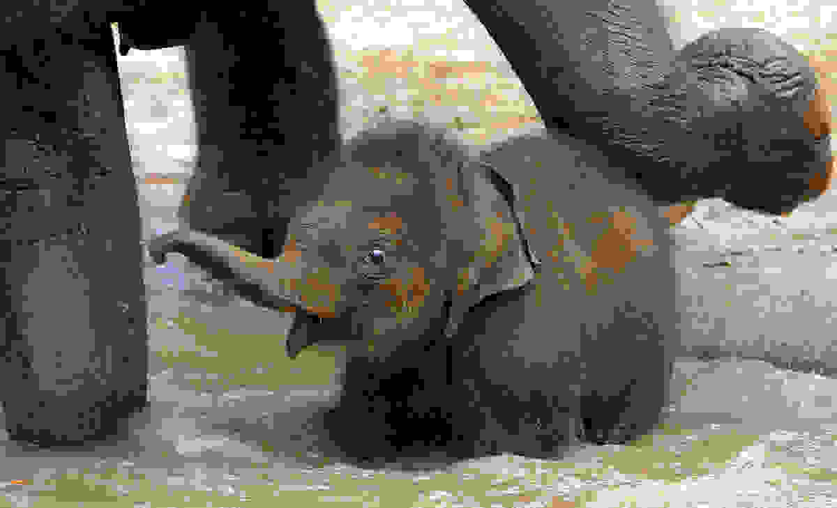 elephant-day-1.jpg