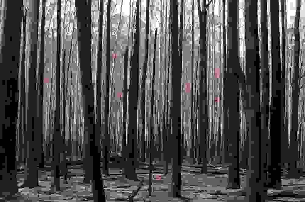 eucalyptus-mountain-ash-12.jpg