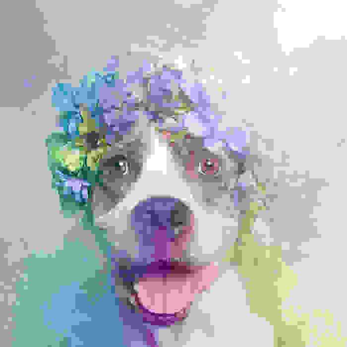 flower-power-pit-bulls-dog-adoption-photography-sophie-gamand-6.jpg