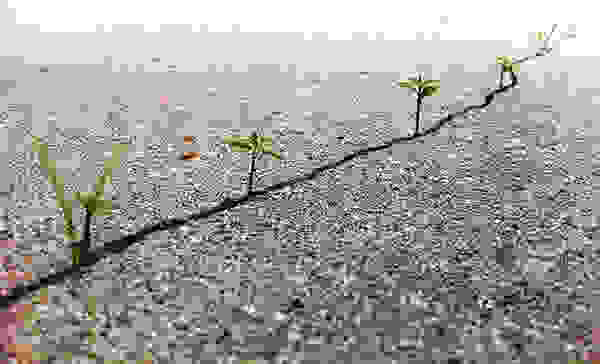 flower-tree-growing-concrete-pavement-6.jpg