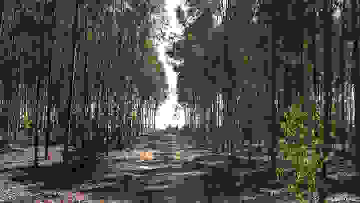 forestdesert2.jpg