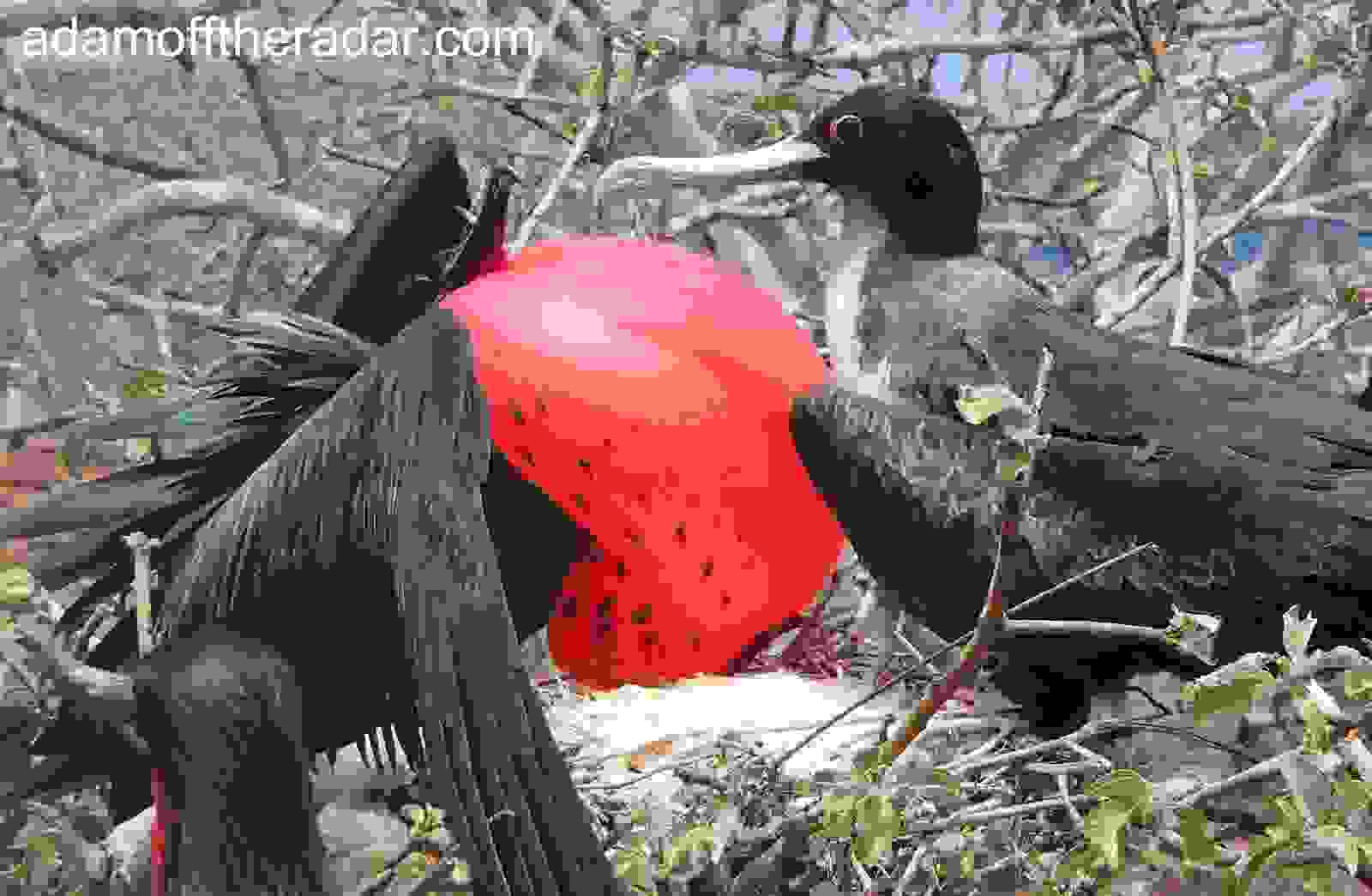 frigate-birds2.jpg