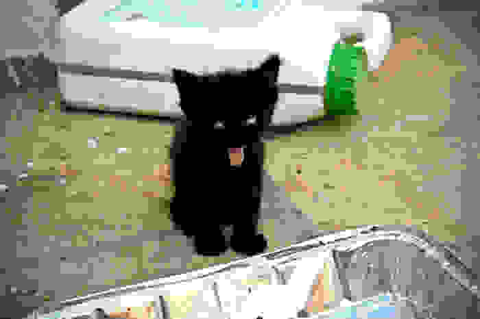 funny-and-happy-animals_054fd99d78f0b7c1f1649a15b93530b6.jpg