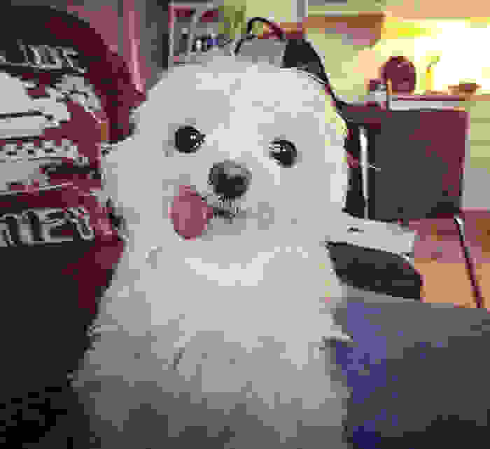 funny-and-happy-animals_09b70a2ce318f13d2f953402b6507ce9.jpg