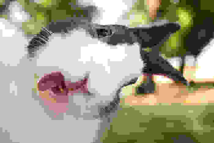 funny-and-happy-animals_21ecbb3aa0d6316928b55be808f2977b.jpg