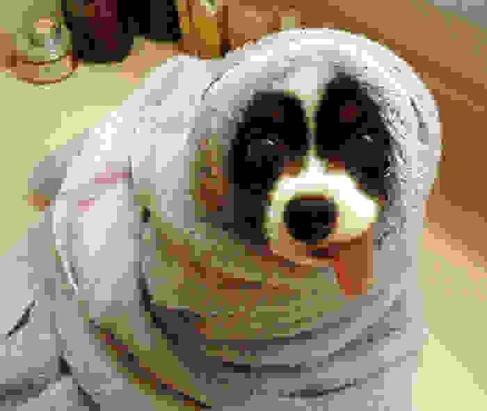 funny-and-happy-animals_236353ab9bae4d138f1321f2695ccdca.jpg