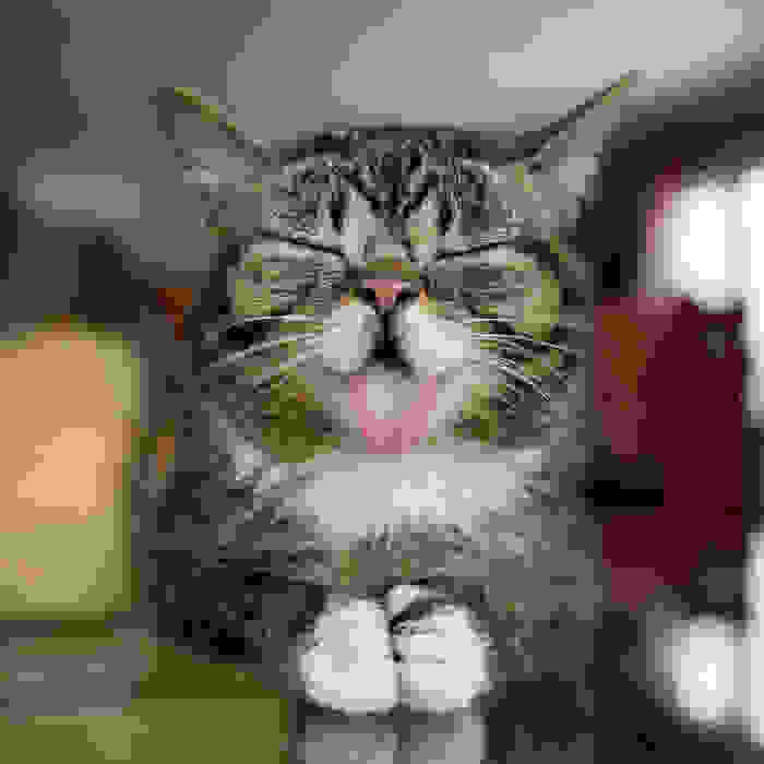 funny-and-happy-animals_588d2f7ced025df21d064047a46493d8.jpg