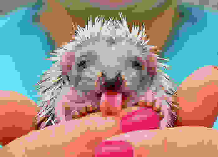funny-and-happy-animals_9b63056dc75addf1824c63bb6ef6ebf7.jpg