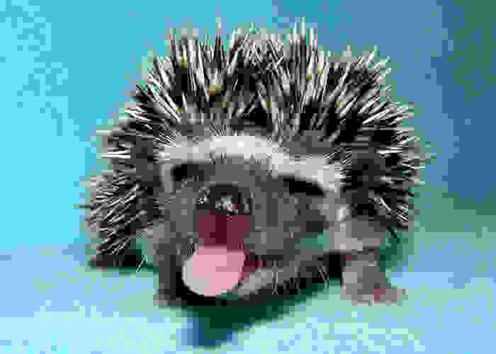 funny-and-happy-animals_d01345284803ddbc017660f412f6dc61.jpg