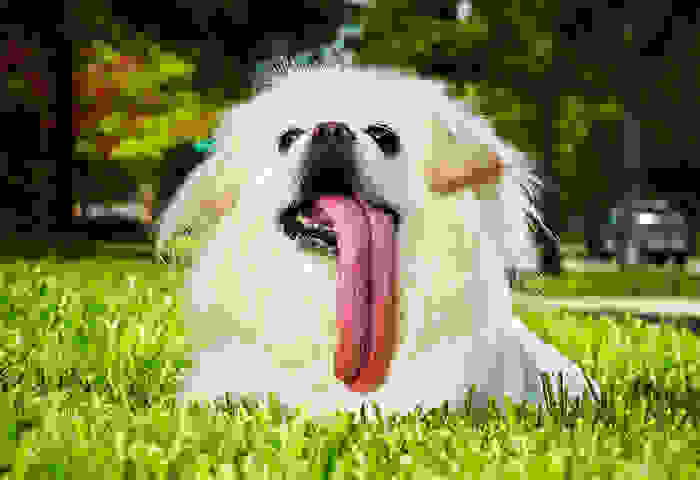 funny-and-happy-animals_e3cb92a8a42d7963ccff4116ebef0aff.jpg
