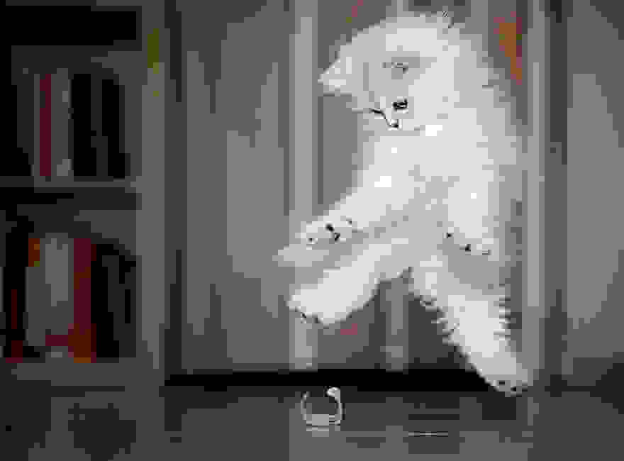 funny-jumping-cats-121__880.jpg