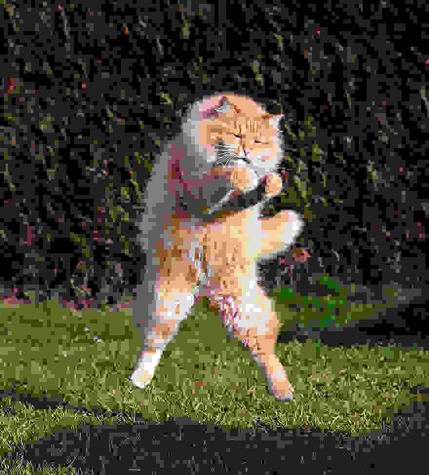 funny-jumping-cats-211__880.jpg