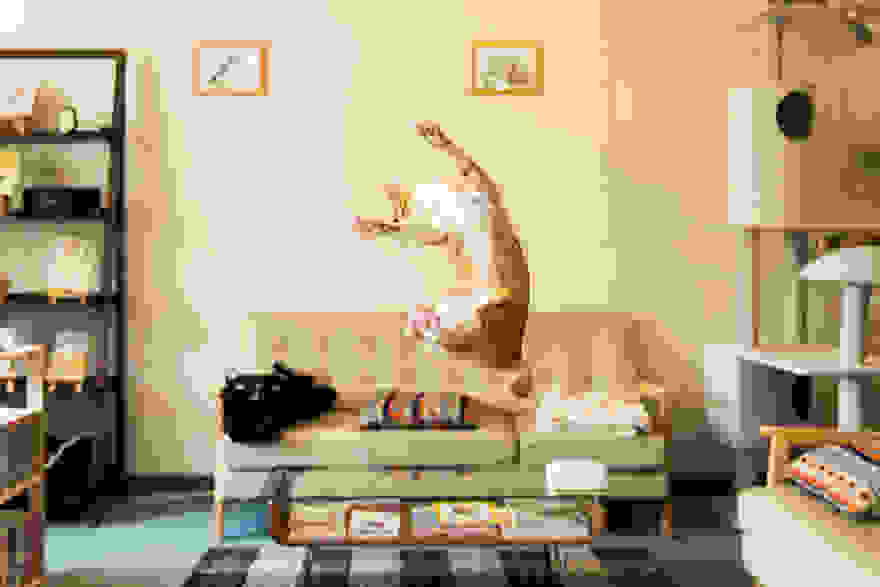 funny-jumping-cats-21__880.jpg