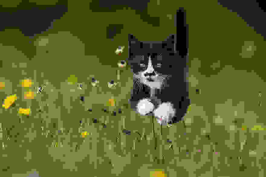 funny-jumping-cats-61__880.jpg