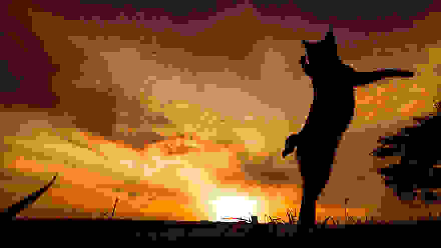 funny-jumping-cats-81__880.jpg