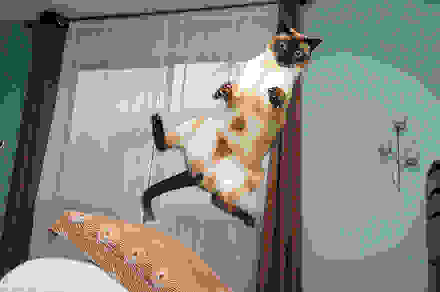 funny-jumping-cats-90__880.jpg
