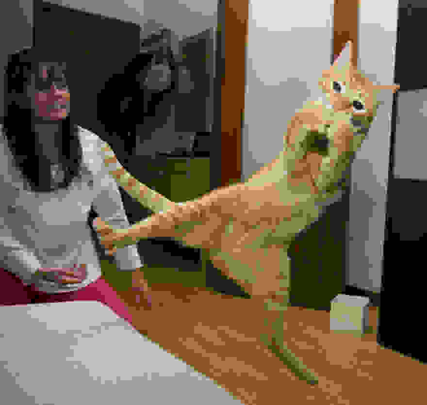funny-jumping-cats-92__880.jpg