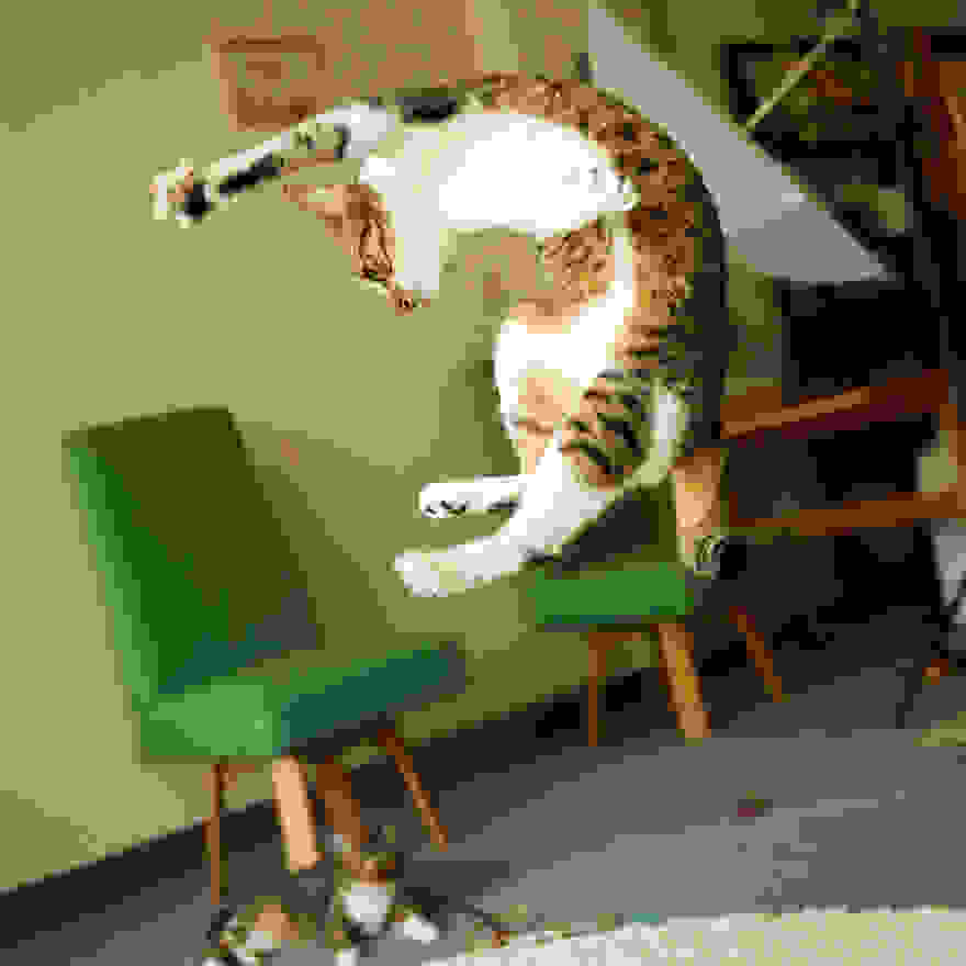 funny-jumping-cats-99__880.jpg