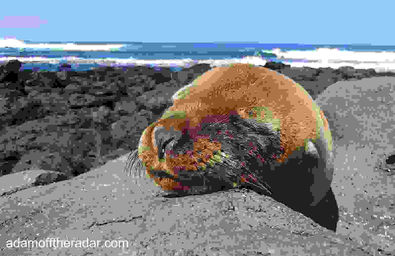 galapagos-animals.jpg