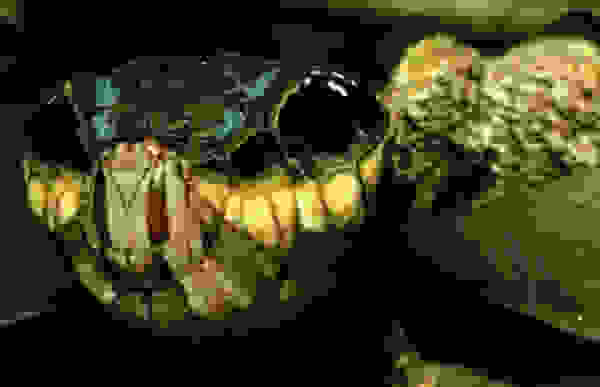 kampia2