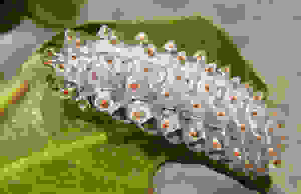 kampia5